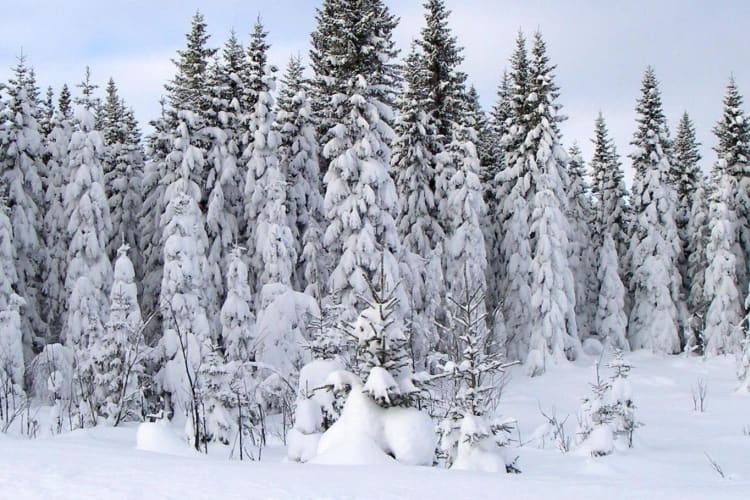 Local scenery in winter